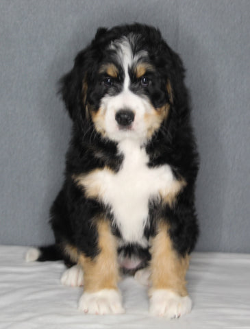 Bernedoodle For Sale Sugarcreek OH Female-Zoe