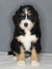 Bernedoodle For Sale Sugarcreek OH Female-Zoe