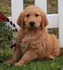 AKC Registered Golden Retriever For Sale Fredericksburg OH Male-Barney