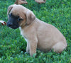 Puggle For Sale Sugarcreek OH Male-Tyler