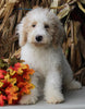 F1BB Mini Labradoodle For Sale Millersburg OH Male-Edward