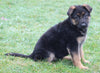 AKC Registered German Shepherd For Sale Millersburg OH Female-Megan