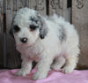 AKC Registered Moyen Poodle For Sale Wooster OH Female- Missy