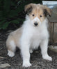 AKC Registered Lassie Collie For Sale Millersburg OH Male-Walter