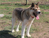 AKC Registered Akita For Sale Millersburg, OH Female- Stella