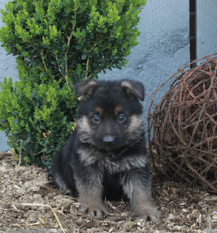 AKC Registered German Shepherd For Sale Millersburg OH Male-Trevor