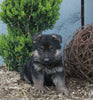 AKC Registered German Shepherd For Sale Millersburg OH Male-Trevor