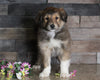 Golden Collie For Sale Fredericksburg, OH Female- Tammi