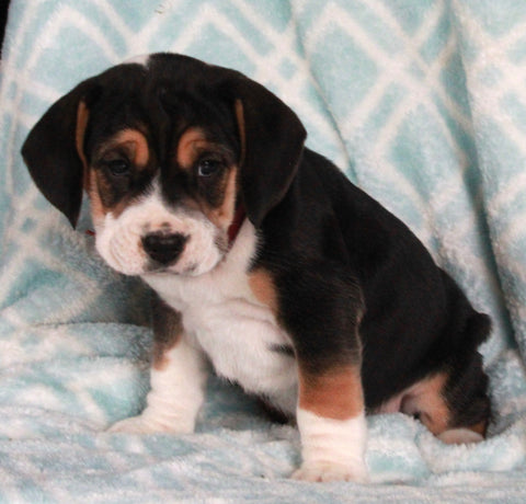 Beabull For Sale Navarre OH Female-Bella