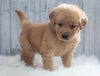 AKC Registered Golden Retriever For Sale Millersburg, OH Female- Katy