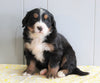 AKC Registered Bernese Mountain Dog For Sale Millersburg, OH Female- Liza