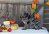 F1B Medium Labradoodle For Sale Millersburg OH Female-Fern