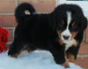 AKC Registered Bernese Mountain Dog For Sale Sugarcreek OH Male-Corey