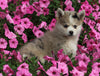Pomsky For Sale Holmesville OH Female-Luna