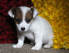 Jack Russel Terrier For Sale Fredericksburg OH Female-Sophie