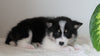 Pomsky For Sale Fredericksburg, OH Female- Daisy