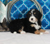 Bernedoodle For Sale Sugarcreek OH Male-Dodger