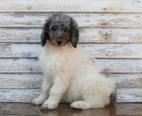 AKC Registered Standerd Poodle For Sale Millersburg OH Female-Fluffy