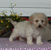 ACA Registered Mini Poodle For Sale Sugarcreek OH Male-Karson
