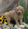 Medium F1BB Goldendoodle For Sale Millersburg OH Male-Dalton