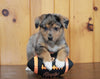 German Shepherd Mix For Sale Millersburg OH Male-Tyler