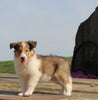 Collie Lassie For Sale Fredericksburg OH Female-Gloria