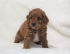 Cockapoo For Sale Millersburg, OH Female- Ava