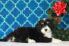 Bernedoodle (Standard) For Sale Sugarcreek, OH Male- Nemo