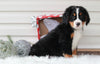AKC Registered Bernese Mountain Dog For Sale Sugarcreek, OH Male- Santa