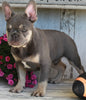 AKC Registered French Bulldog For Sale Millersburg OH Male-Jasper