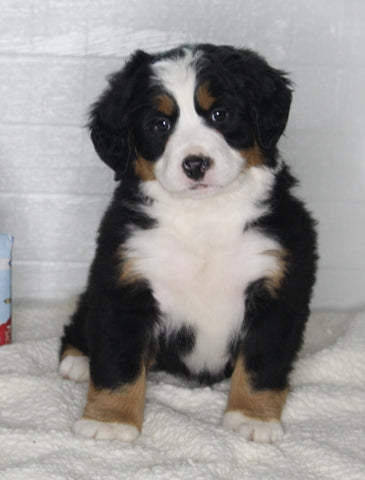 AKC Registered Bernese Mountain Dog For Sale Millersburg OH Female-Olivia