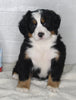 AKC Registered Bernese Mountain Dog For Sale Millersburg OH Female-Olivia