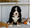 AKC Registered Bernese Mountain Dog For Sale Millersburg OH Male-Buster