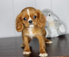 AKC Registered Cavalier King Charles Spaniel For Sale Fredericksburg, OH Female- Cookie