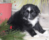 Australian Shepherd For Sale Shreve OH Female-Oreo