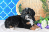 Bernedoodle For Sale Sugarcreek, OH Female- Twinkle