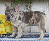 AKC Registered French Bulldog For Sale Millersburg OH Female-Loretta