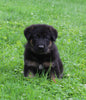 AKC Registered German Shepherd For Sale Millersburg OH Male-Nevin