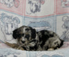 Mini Bernedoodle For Sale Millersburg OH Male-Gavin