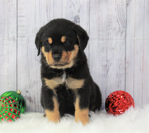 AKC Registered Rottweiler For Sale Holmesville, OH Male- Trevor