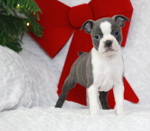 AKC Registered Boston Terrier For Sale Warsaw, OH Female- Emmeline