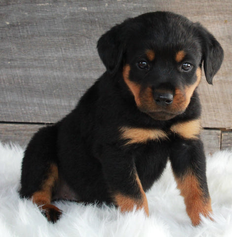 AKC Registered Rottweiler For Sale Applecreek OH -Female Scarlett