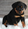 AKC Registered Rottweiler For Sale Applecreek OH -Female Scarlett