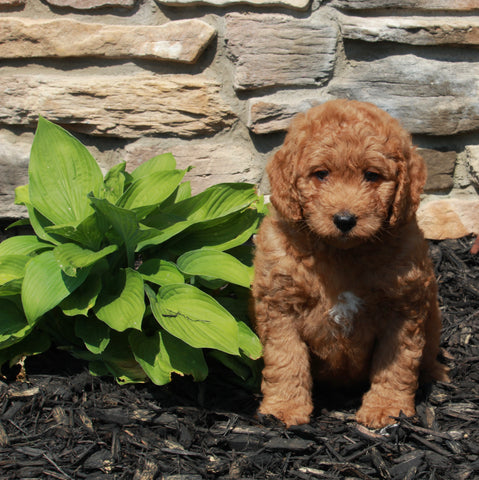 Mini Goldendoodle For Sale Sugarcreek OH Male-Chase