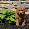 Mini Goldendoodle For Sale Sugarcreek OH Male-Chase