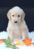 Medium F1B Labradoodle For Sale Millersburg OH Male-Hayden