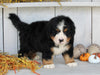 AKC Registered Bernese Mountain Dog For Sale Millersburg OH Male-Buster