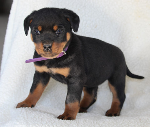 Rottweiler For Sale Fredericksburg OH Female-Nala