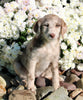 F1B Medium Labradoodle For Sale Millersburg OH Female-Faith