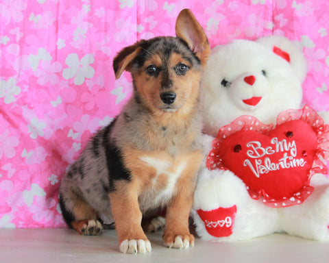 German Shepherd Mix For Sale Millersburg, OH Female- Sonia